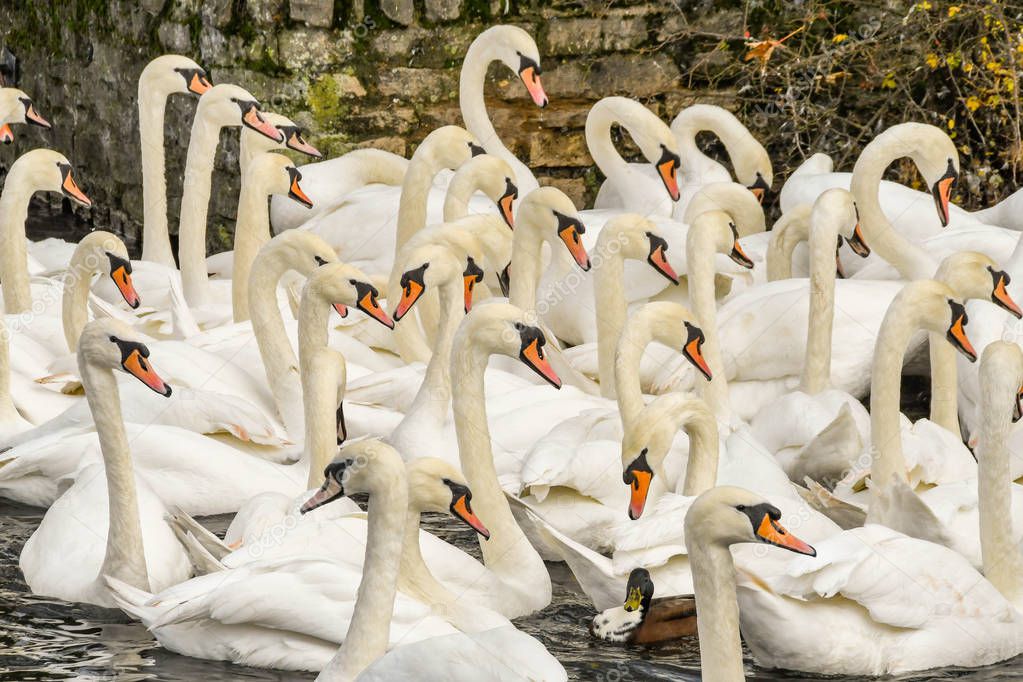 Flock of white swans