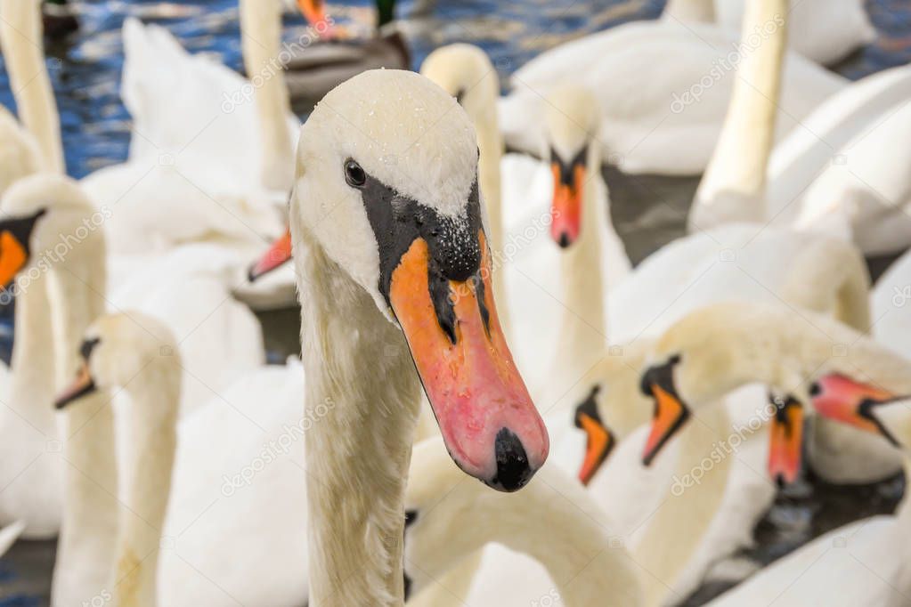 Close up of the head of a wild swan with the rest of the flock in the background