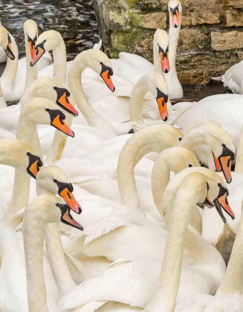 Heads and necks of a flock of white swans
