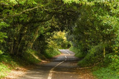 Swansea, Galler - Ekim 2018: Mumbles'tan Swansea'ye sahil yolunda ağaçlar tüneli