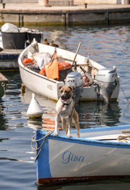 Garda, Garda Gölü, İtalya - Eylül 2018: Garda limanına dönen küçük bir balıkçı teknesinin pruvası üzerinde pet köpek.
