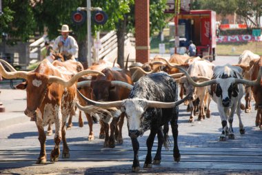 Fort Worth, Texas - September 2009: A herd of cattle parading through the Fort Worth Stockyards accompanied by cowboys on horseback clipart