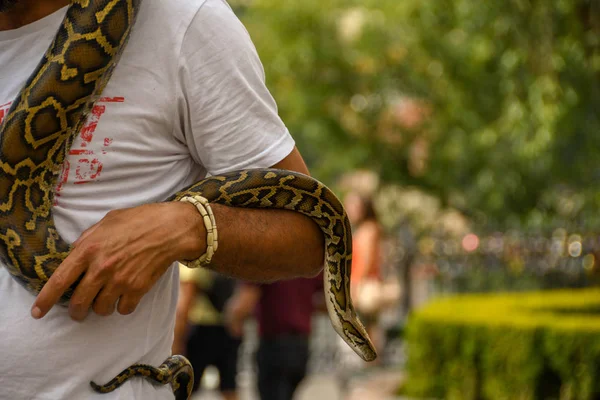 Prague Czech Republic August 2018 Python Snake Coiled Man Tourist — Stock Photo, Image