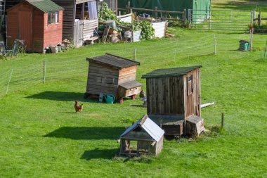 Gloucestershire, İngiltere - Eylül 2019: Gloucestershire'daki küçük bir çiftlikte ki kasada ücretsiz tavuklar.