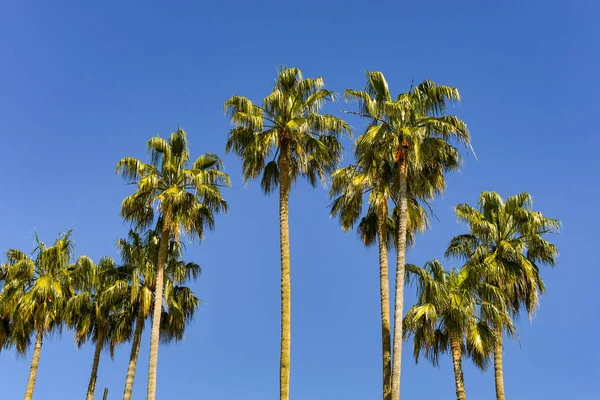 Derin Mavi Gökyüzüne Karşı Palmiye Ağaçları — Stok fotoğraf