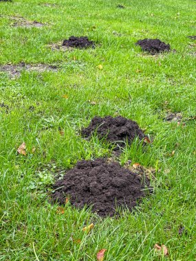 Köstebek tepelerindeki taze toprağı yeşil bir ahmağın arka planına karşı yakından izle. Kopyalamak için boşluk