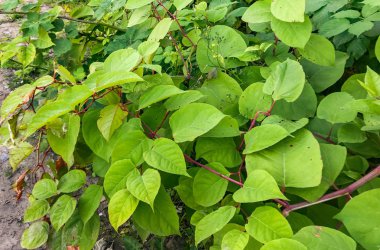 Hızlı büyüyen, istilacı, bitkisel Japon Knotweed veya 'Polygonum cuspidatum' veya 'Fallopia japonica'