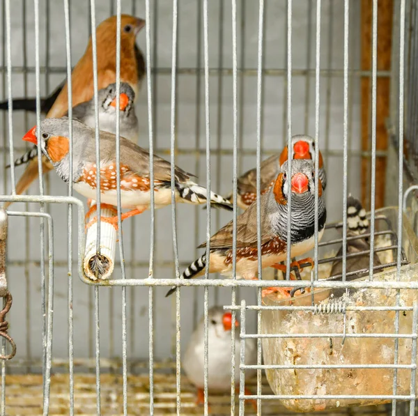 Caged Small Birds Stall Farmer Market — Stock Photo, Image