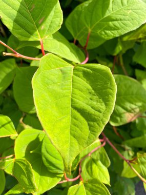 Hızlı büyüyen, istilacı, bitkisel Japon Knotweed veya 'Polygonum cuspidatum' veya 'Fallopia japonica'