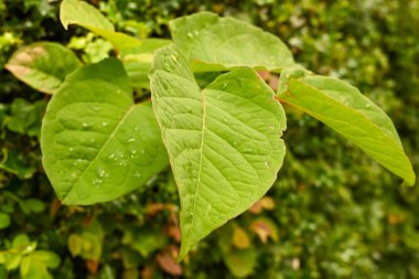 Hızlı büyüyen, istilacı, bitkisel Japon Knotweed veya 'Polygonum cuspidatum' veya 'Fallopia japonica'
