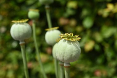 Optimum haşhaş veya Papaver Somniferum 'un ölü kafasının yakın görüntüsü. Papaveraceae familyasından bir bitki türü..
