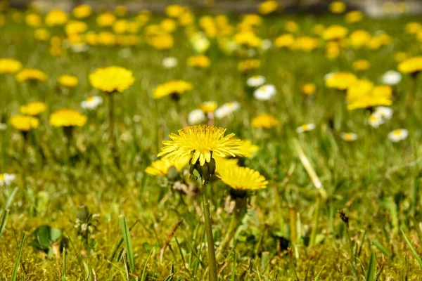 Vista Cerca Una Flor Diente León Sobre Fondo Hierba Verde — Foto de Stock