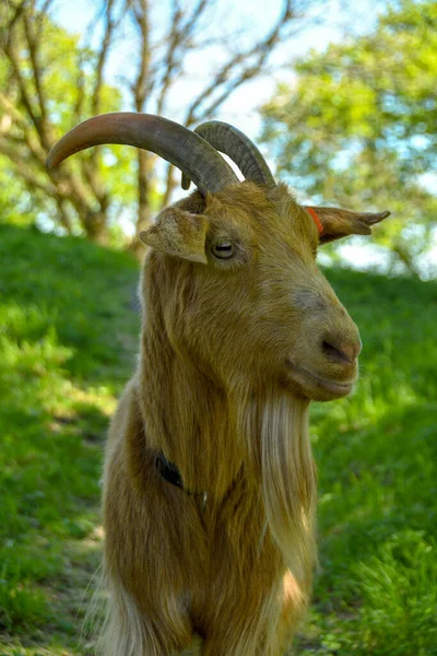 Portrait Rapproché Une Chèvre Aux Cheveux Longs Aux Cornes Dans — Photo