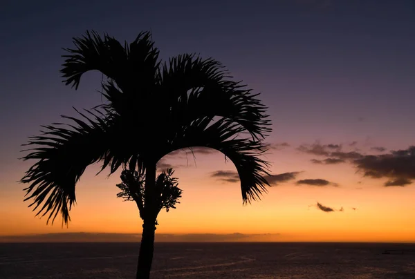 Gün Batımına Karşı Bir Palmiye Ağacının Silüeti — Stok fotoğraf