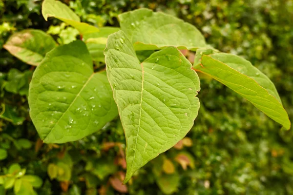 The fast-growing, invasive, plant Japanese Knotweed or \'Polygonum cuspidatum\' or Fallopia japonica\'