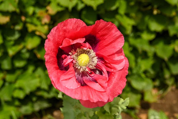 Nahaufnahme Der Blüte Eines Schlafmohns Oder Papaver Somniferum Ist Eine — Stockfoto