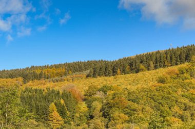 Orman dağ yamacında, parlak güneş ışığında, karışık ağaçlar sonbahar renklerini haykırıyor.