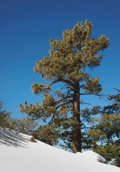 Tall Spruce Tree Deep Blue Sky Fresh Snow Ground People Stock Picture