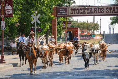 Fort Worth, Teksas - Eylül 2009: Fort Worth Stockyard 'da at sırtında kovboyların eşlik ettiği bir sığır sürüsü