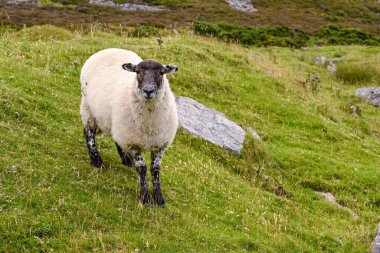 Bir dağ çiftliğindeki tepenin yamacında duruyoruz.