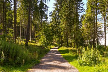 Her iki tarafında da yoğun yapraklar olan bir ormanda boş bir patika var. Kimse yok..