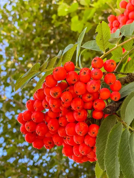 Dağdaki bir dişbudak ağacının üzerindeki kırmızı böğürtlen manzarasını kapat. Rowan ağacı olarak da bilinir..