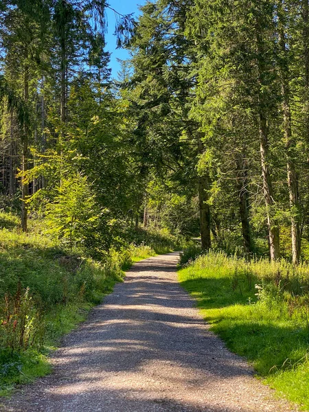 Vaciar Pista Través Bosque Con Follaje Denso Cada Lado Hay — Foto de Stock