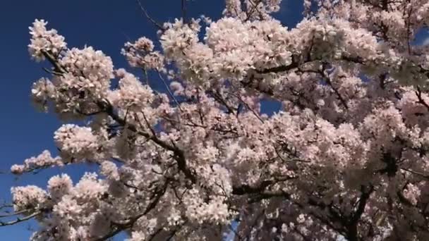 Cseresznyevirág Egy Japán Cseresznyefa Ágain Ahogy Fúj Szél Lassú Mozgás — Stock videók