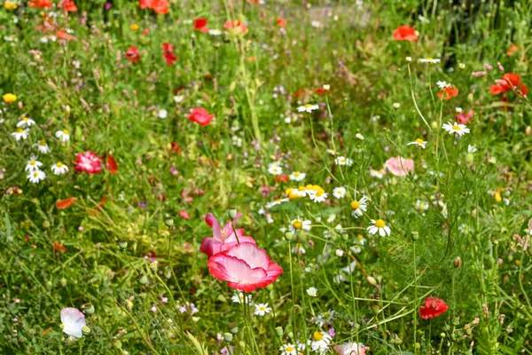 Campo Papoilas Outras Flores Selvagens Não Pessoas Espaço Cópia — Fotografia de Stock