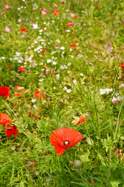 赤いケシや野の他の野生の花 人はいない スペースのコピー — ストック写真