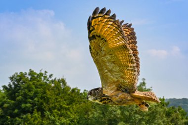 Carmarthen, Wales - Ağustos 2020: Galler Ulusal Botanik Bahçesi 'ndeki British Bird of Prey Centre' ın sergisi sırasında uçan kartal baykuş