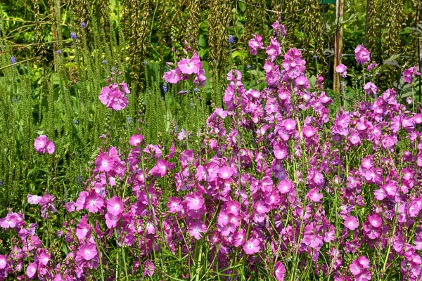 小红花的植物Sidalcea Rosaly 没有人 — 图库照片