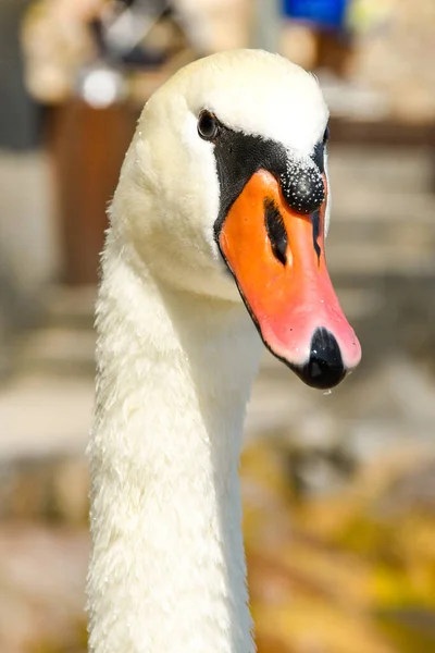 Close Van Het Hoofd Nek Van Een Zwaan Tegen Een — Stockfoto