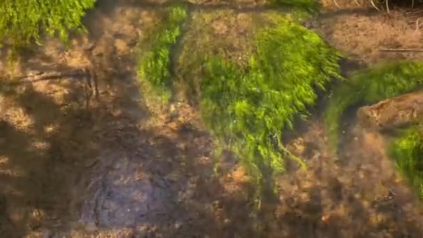 Liście Zielonych Roślin Wodnych Falujące Wodzie Małego Strumienia Żadnych Ludzi — Wideo stockowe