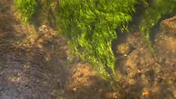 緑の水の植物の葉は小さなストリームの水に手を振っ 人はいない — ストック動画