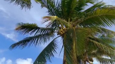 Rüzgarda savrulan hindistan cevizli palmiye ağacı. Kimse yok..