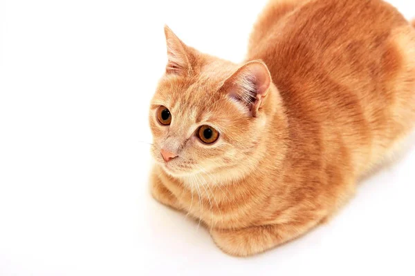 Gatto Rosso Sdraiato Uno Sfondo Bianco Nascosto Sotto Zampe Foto — Foto Stock