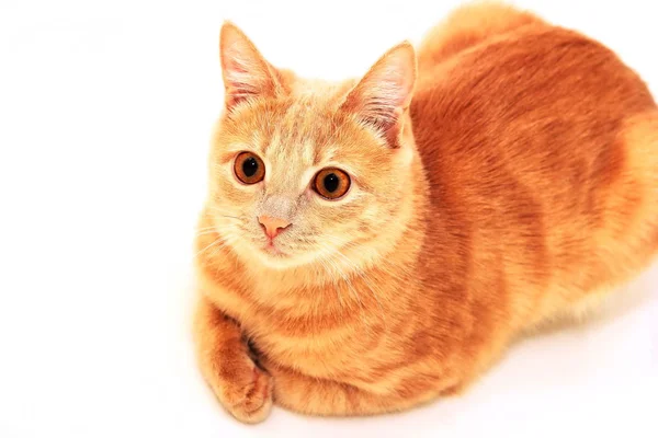 Rote Katze Auf Weißem Hintergrund Versteckt Unter Ihren Pfoten Foto — Stockfoto