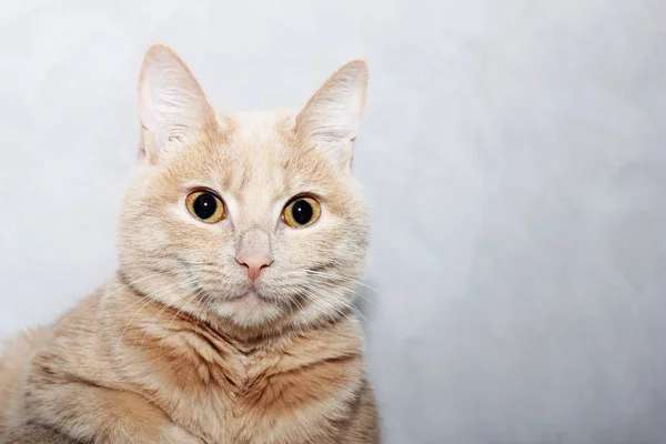 Gato Rojo Posando Delante Cámara —  Fotos de Stock