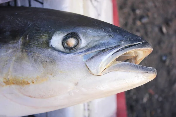 A fagyasztott hal tátott szájjal vezetője. — Stock Fotó