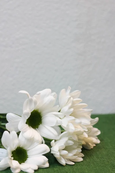 Flores de crisântemo encontram-se em um fundo verde e branco — Fotografia de Stock