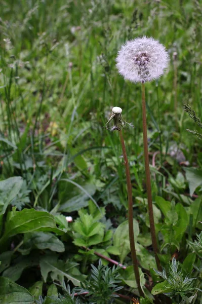 Zwischen Grünem Gras Wächst Flauschiger Löwenzahn Frühling Der Natur Das — Stockfoto