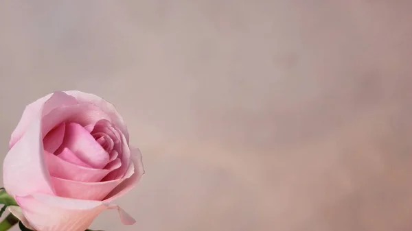 Rosa sobre fondo gris. Felicitaciones por tu cumpleaños, el 8 de marzo o el día de las mujeres. Espacio para insertar texto . — Foto de Stock