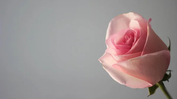 Rózsa rózsaszín-szürke háttéren. Gratulálunk születésnapod alkalmából március 8 vagy női nap. Hely a szöveg beszúrásához. — Stock Fotó