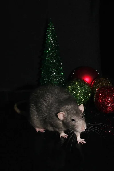 Un rat gris. Nouvel an 2020. Symbole de l'année du rat. Décorations de Noël. Bonne année félicitations. Le concept de la nouvelle année de vacances. Décorations de Noël . — Photo