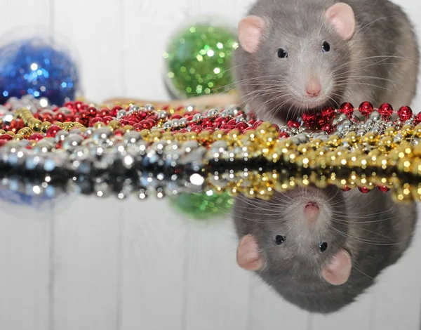Grey rat. New year 2020. Symbol of the year of the rat. Christmas decorations. Happy new year congratulations. The concept of the new year holiday. Christmas decorations. — Stock Photo, Image