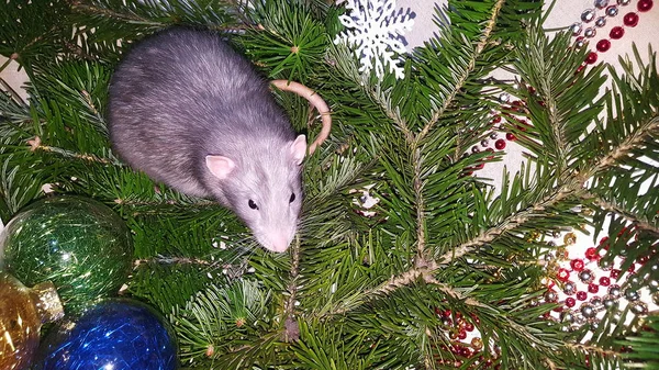 Rat gris de Noël sur le fond d'un arbre de Noël naturel. Symbole de la nouvelle année 2020 dans le calendrier chinois . — Photo