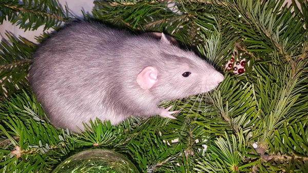 Rat Gris Noël Sur Fond Arbre Noël Naturel Symbole Nouvelle — Photo