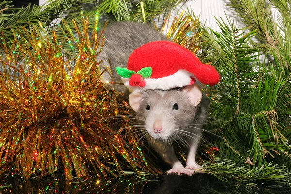 Rat gris de Noël sur le fond d'un arbre de Noël naturel. Symbole de la nouvelle année 2020 dans le calendrier chinois. Nouvel an et concept de Noël . — Photo