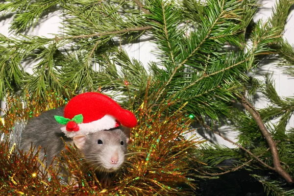 Rat gris de Noël sur le fond d'un arbre de Noël naturel. Symbole de la nouvelle année 2020 dans le calendrier chinois. Nouvel an et concept de Noël . — Photo